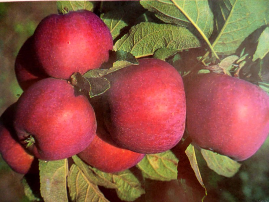 Яблоки Лигол