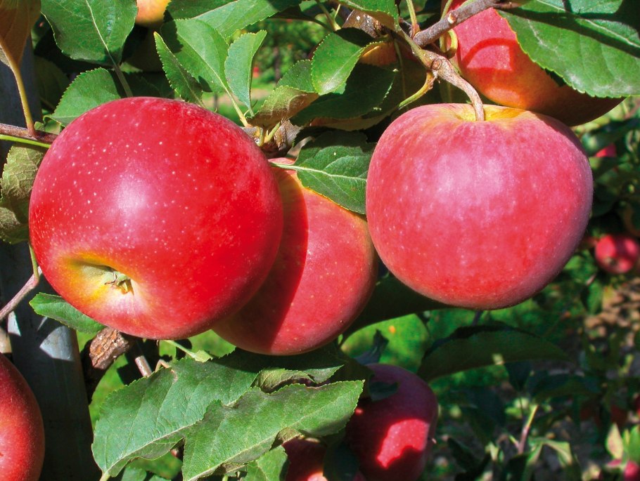 Лигол сорт яблок