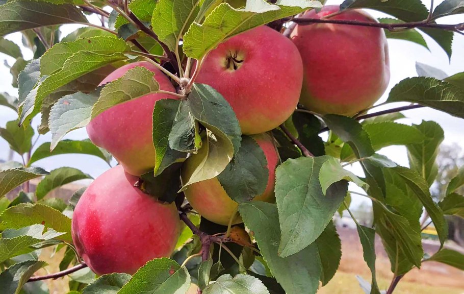 Питомник в Саратове Садовод 64