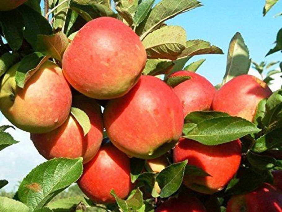 Яблоня Коваленковское