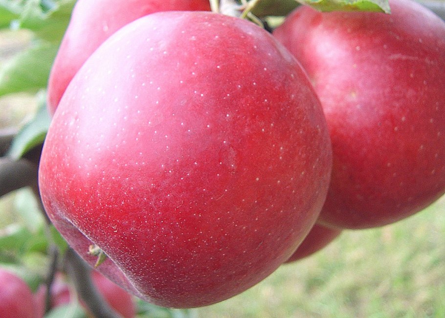 Яблоня Малиновка (Суйслепское)