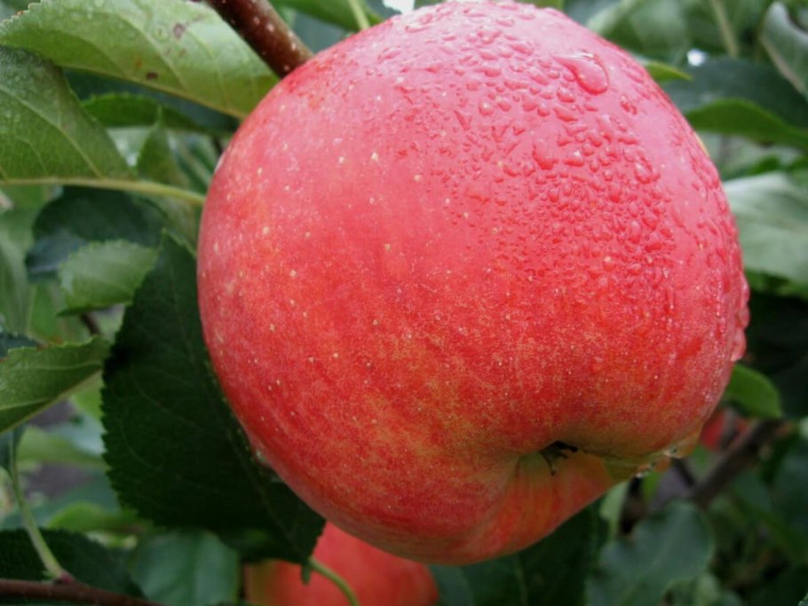 Саженцы яблоня Аркадик