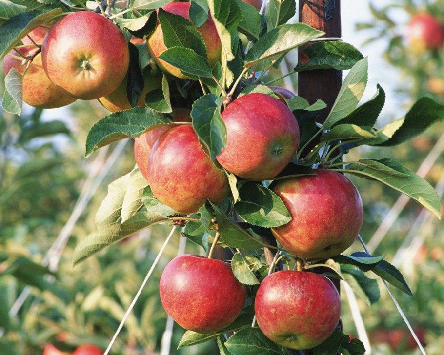 Яблоки Лиголь