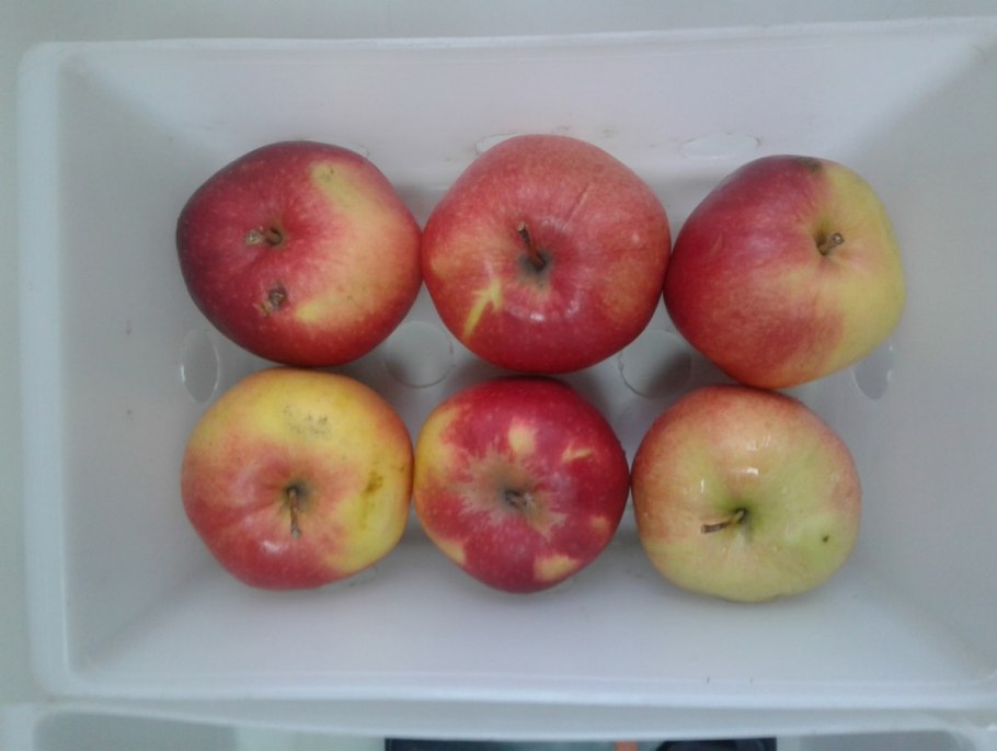 Сорт яблок Томпсон