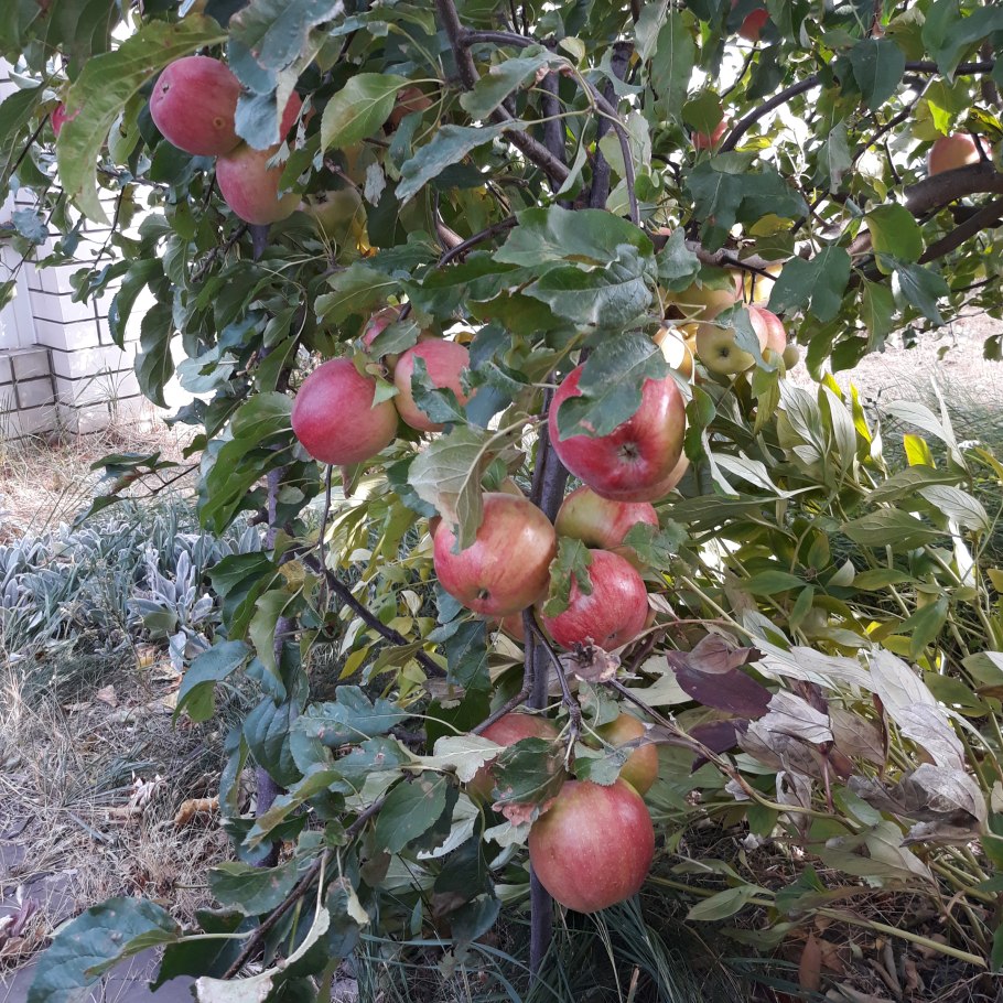 Яблоня Папировка