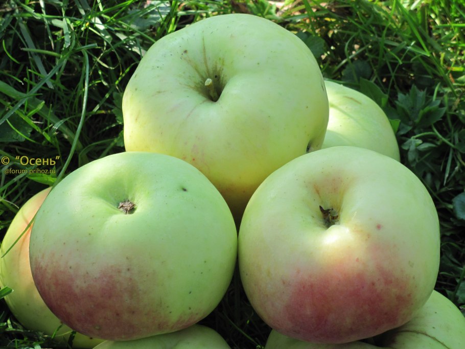 Сорт яблок Альва