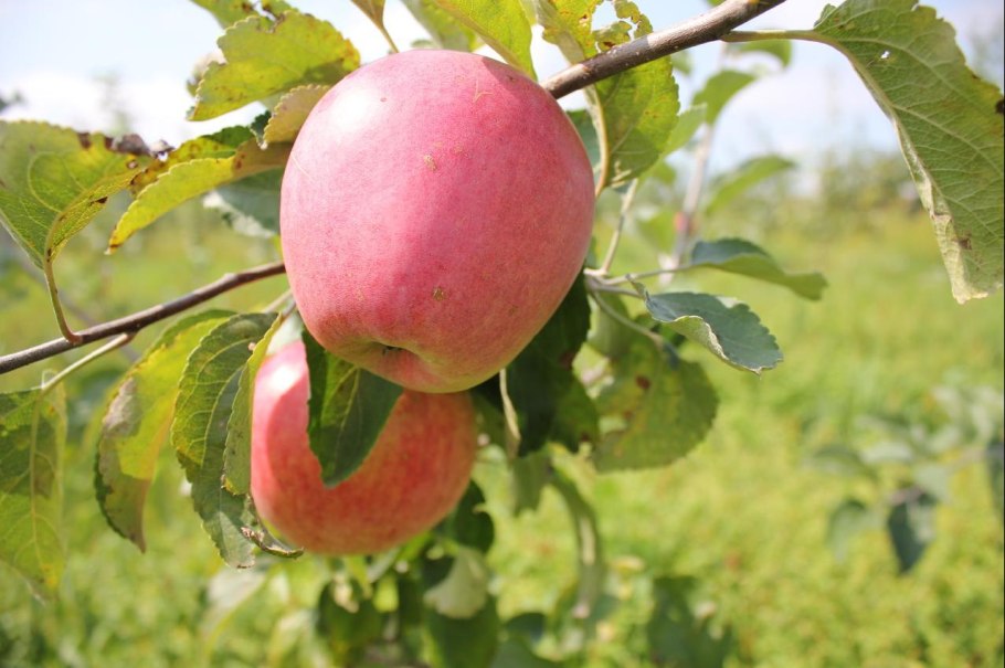 Сорт яблони Джонаголд