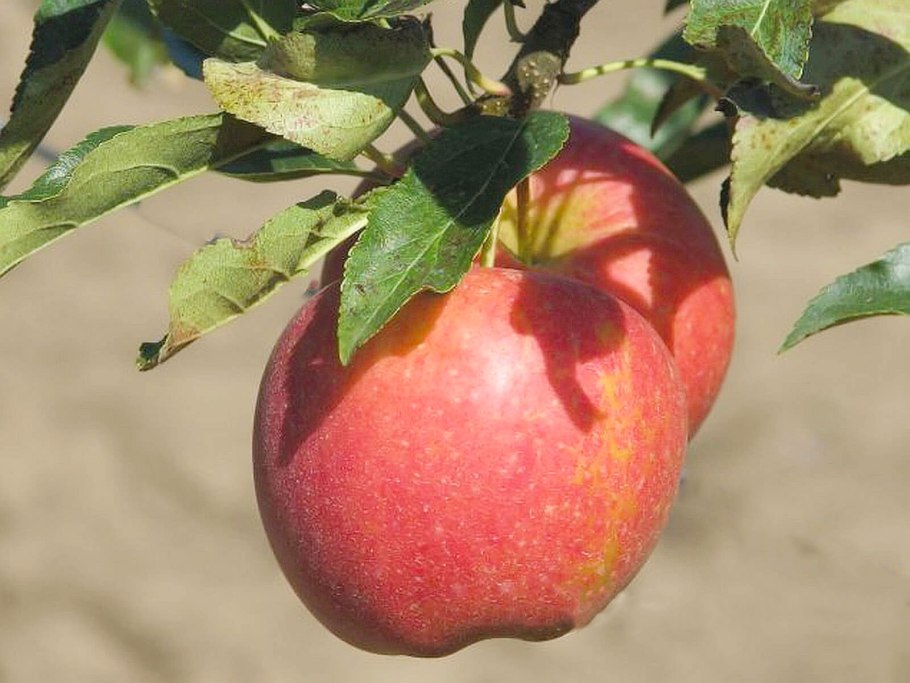 Яблоня Лигол ред