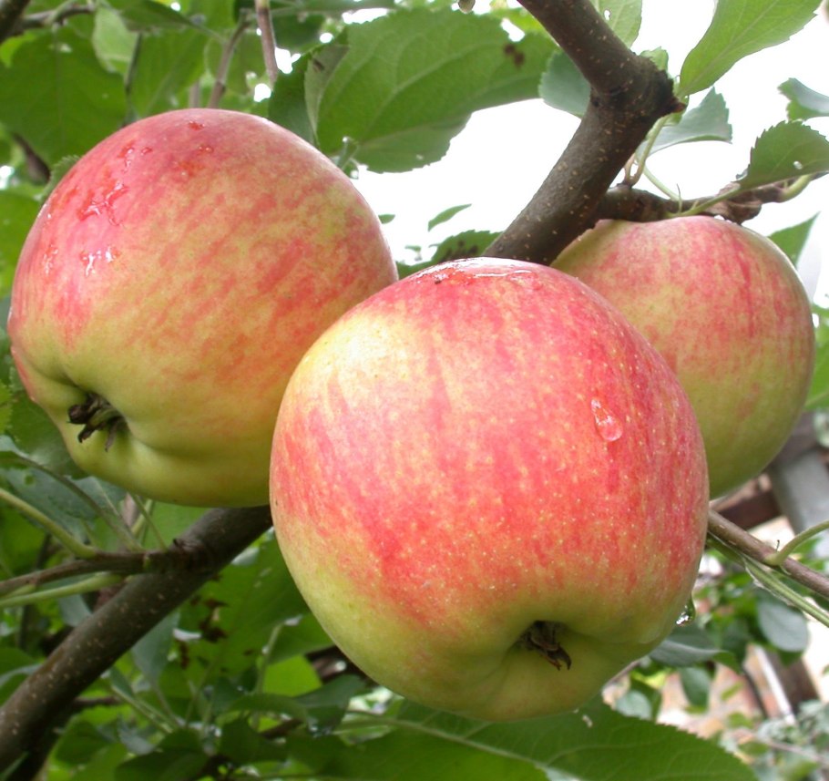 Яблоня Лигол