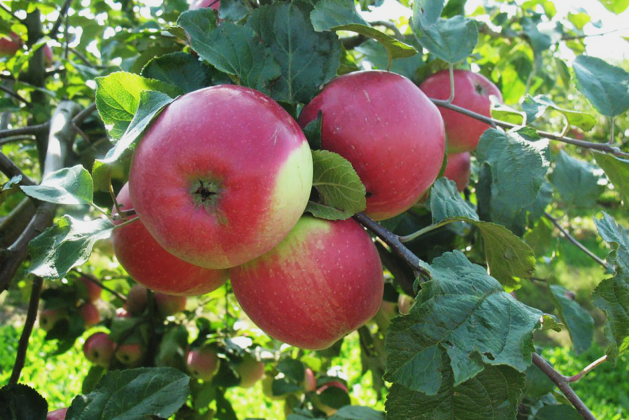 Ред Лигол сорт яблок