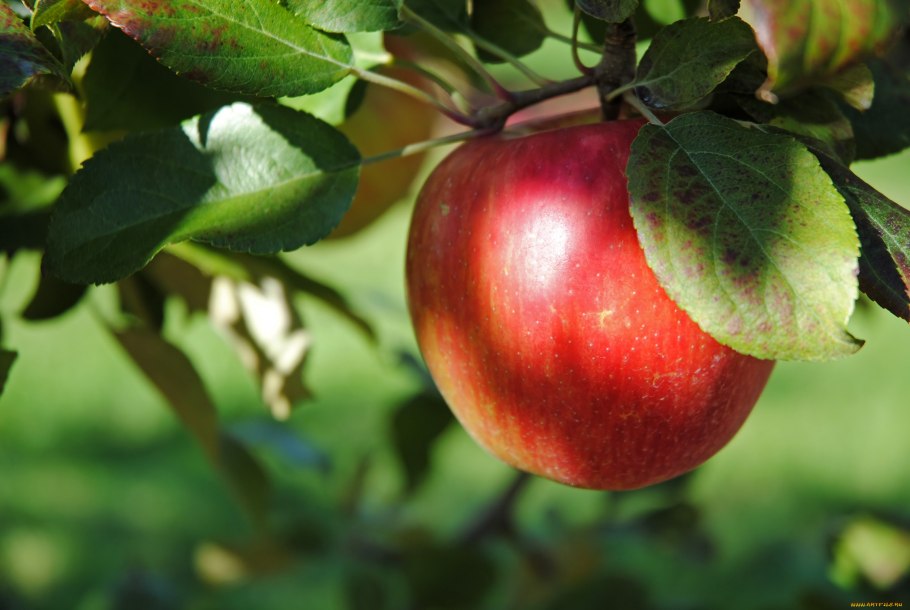 ВКУСВИЛЛ яблоки Лигол