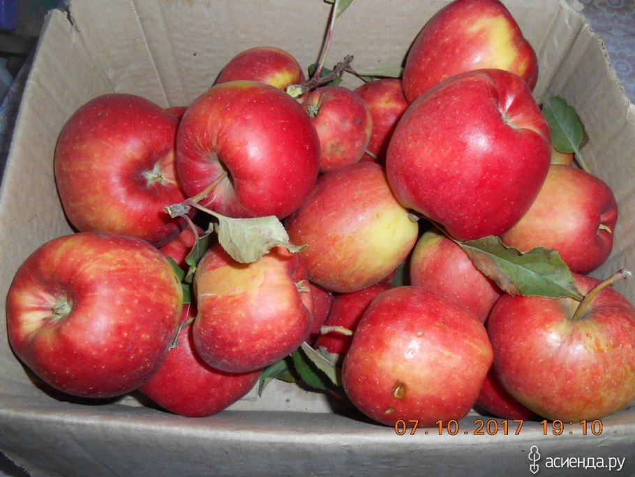 Яблоня аромат Уктуса
