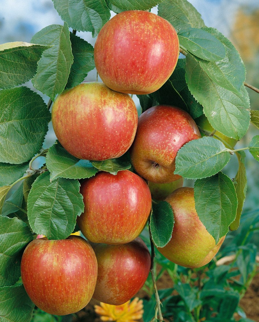 Яблоки домашние
