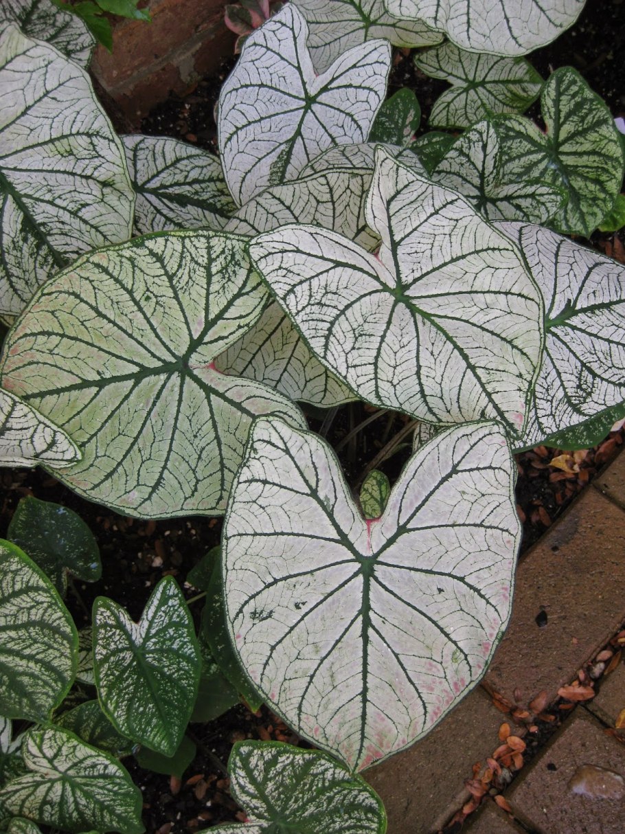 Каладиум Garden White