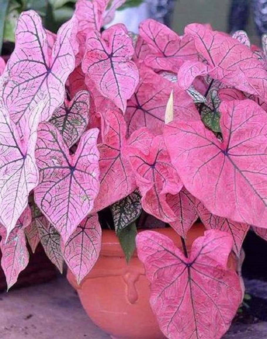 Каладиум черри блоссом