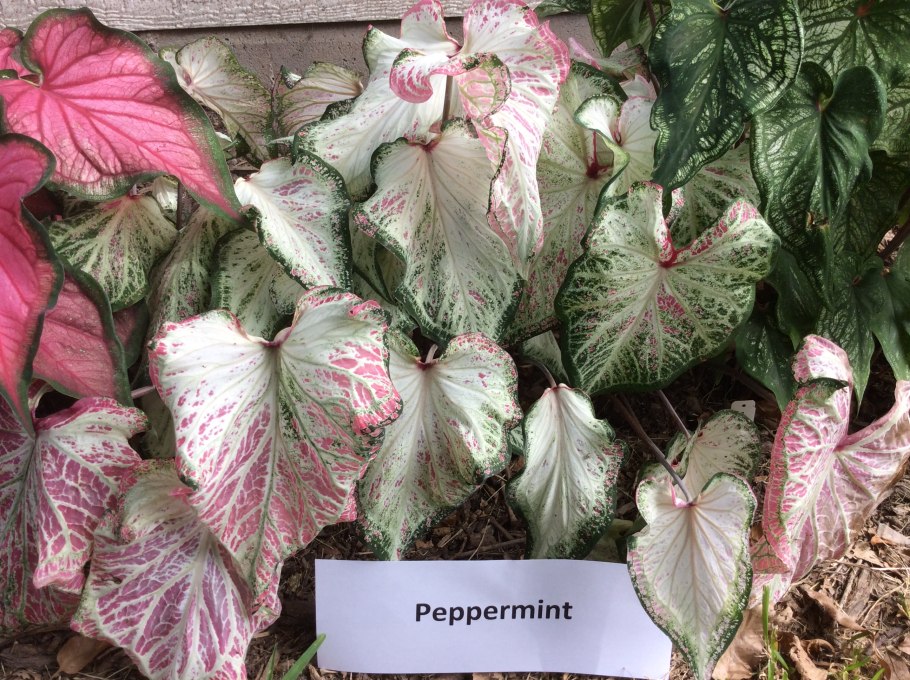 Каладиум Пинк гем