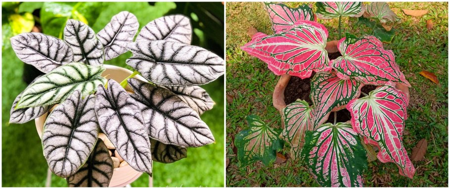 Каладиум Fiesta