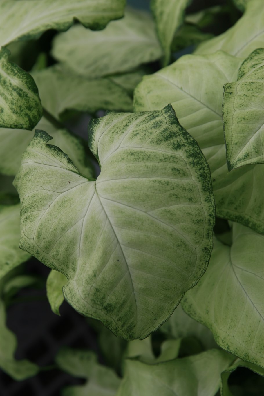 Как заставить спать каладиум