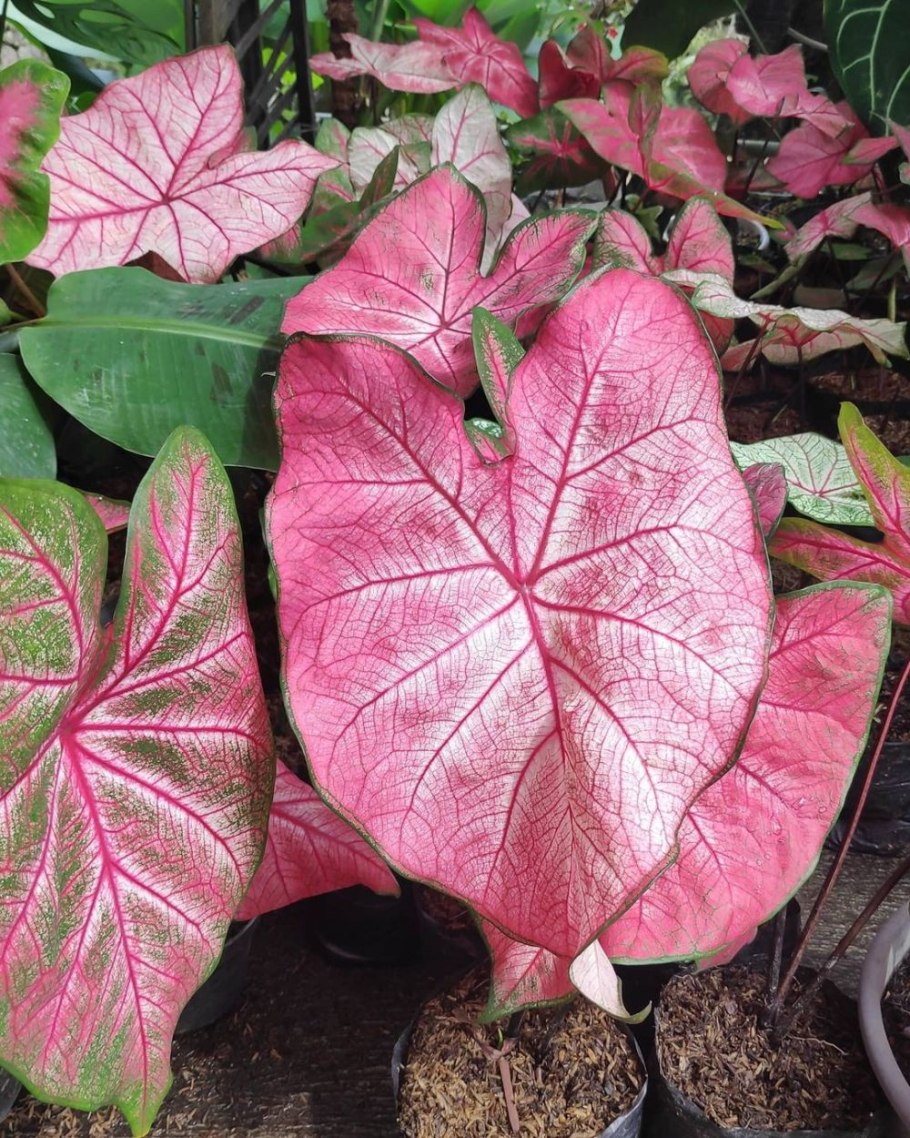 Сингониум это каладиум