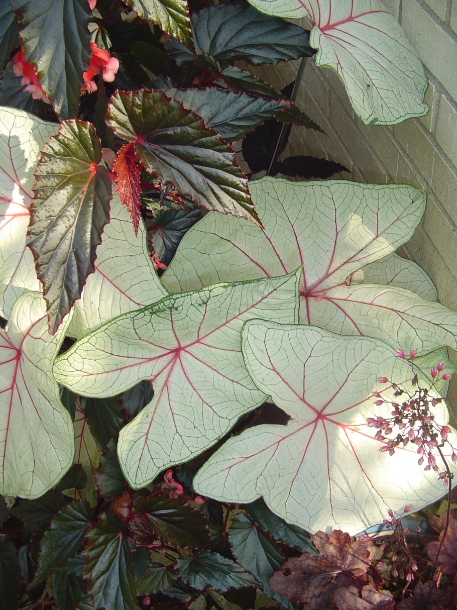 Каладиум Calypso