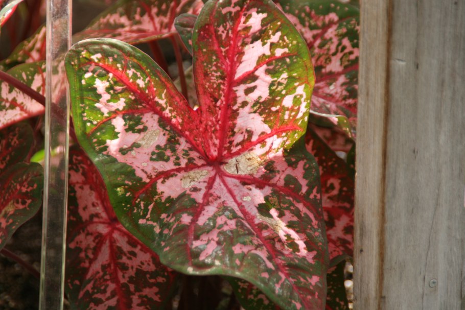 Каладиум Каролин ВАРТОН