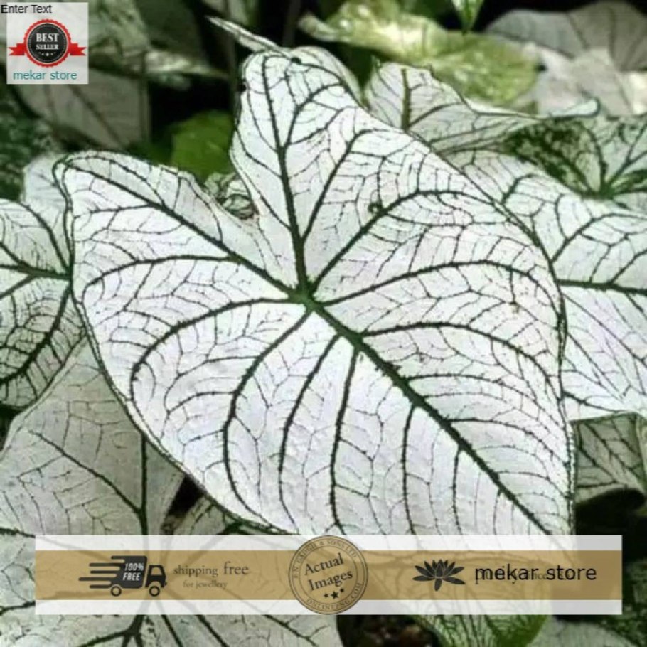 Алоказия Линдена каладиум