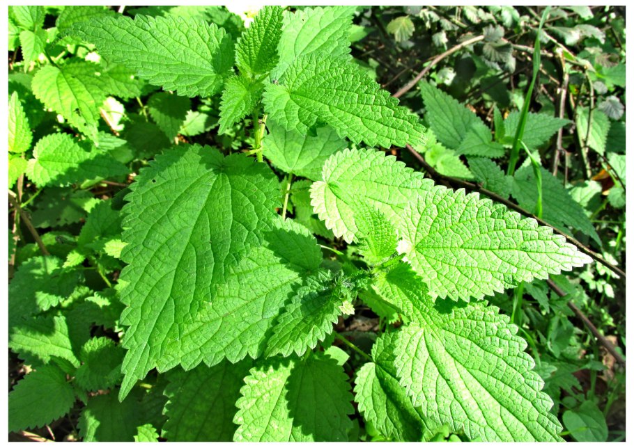 Крапива сорняк или полезное растение