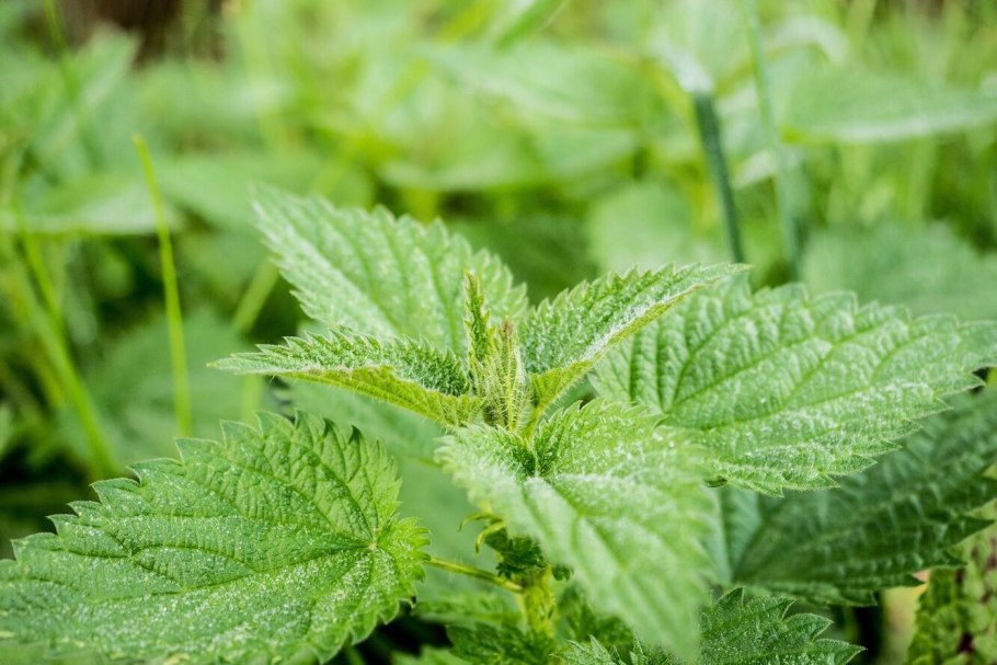 Крапива петрушка