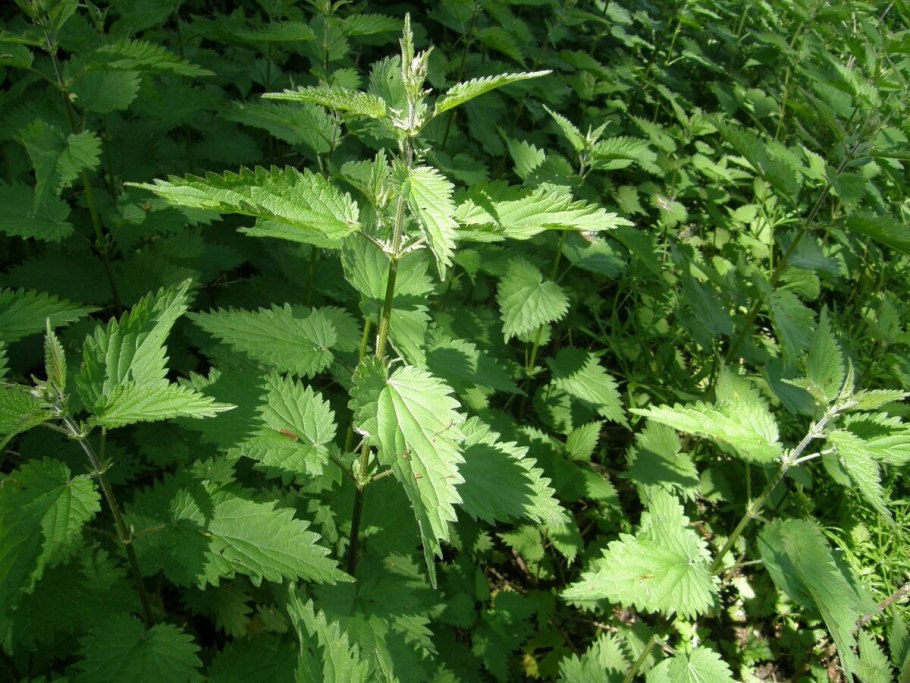 Крапива двудомная цветок