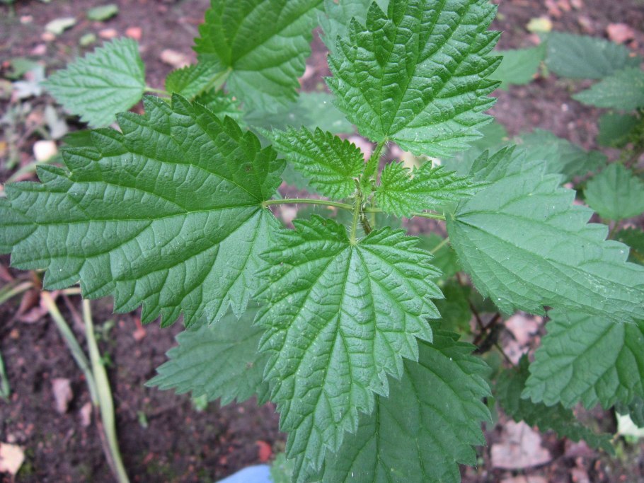 Крапива двудомная