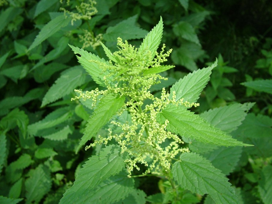 Крапива двудомная (Urtica dioica)