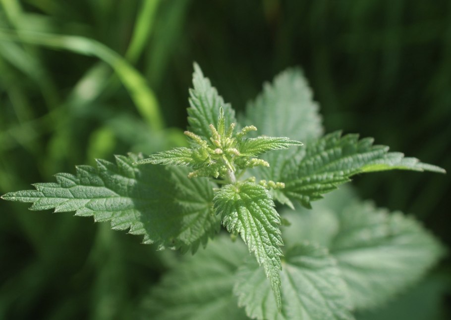 Крапива двудомная цветок