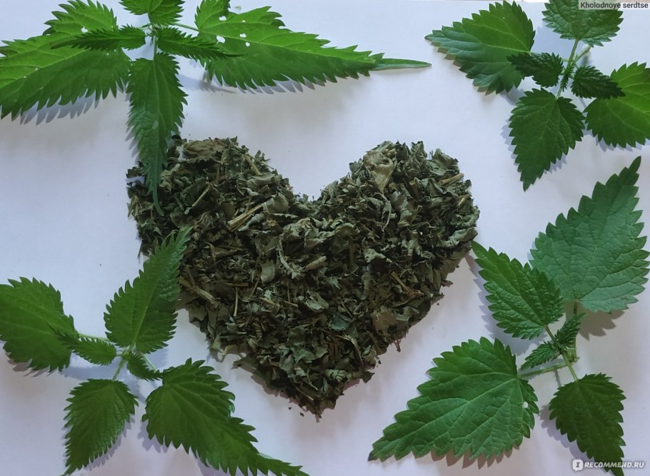 Крапива жгучая (Urtica urens)