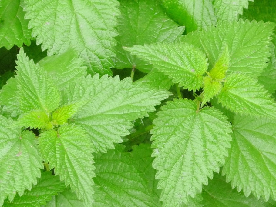 Крапива двудомная (Urtica dioica)