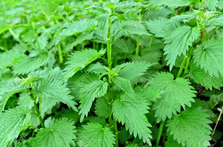 Крапива Киевская