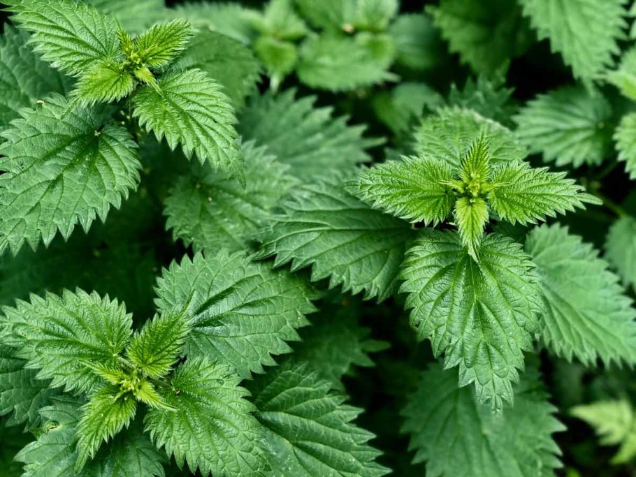 Крапива двудомная (Urtica dioica)