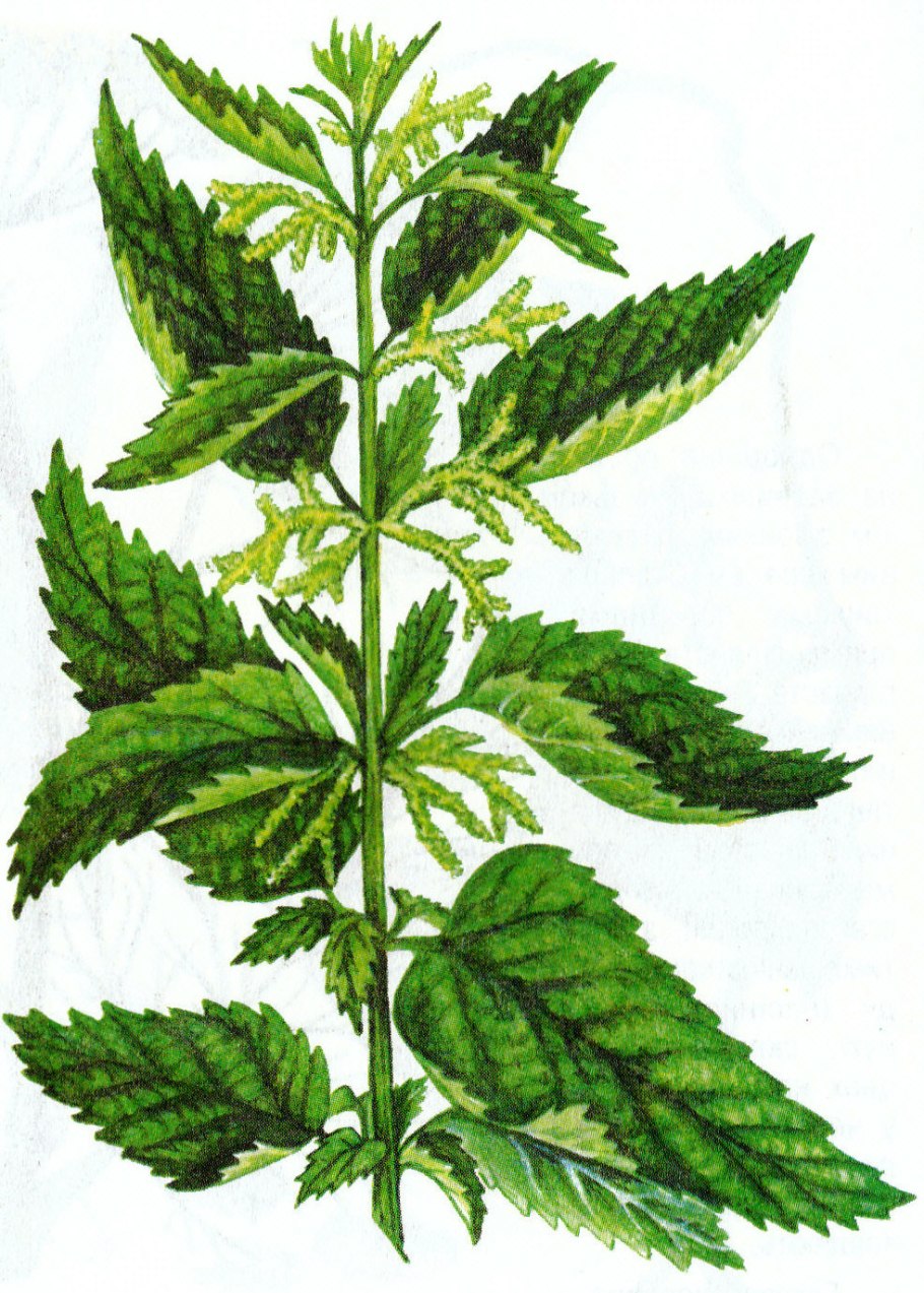 Крапива двудомная