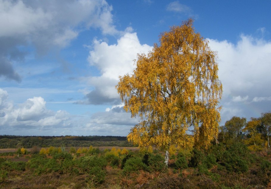 Береза пушистая (лат. Betula pubescens)