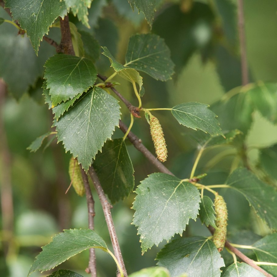 Береза бумажная Betula papyrifera