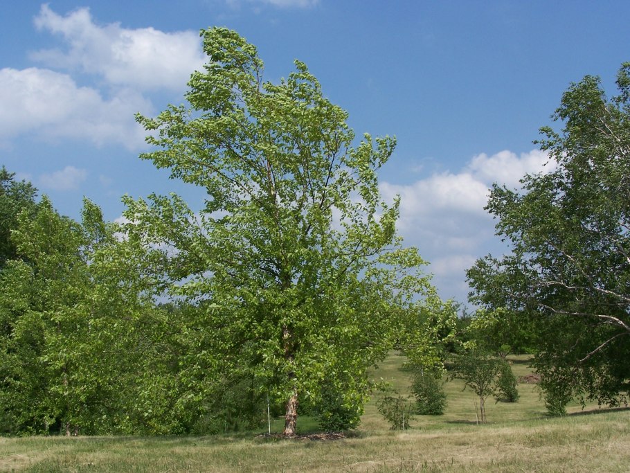 Betula papyrifera