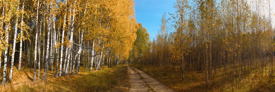 Береза во весь рост