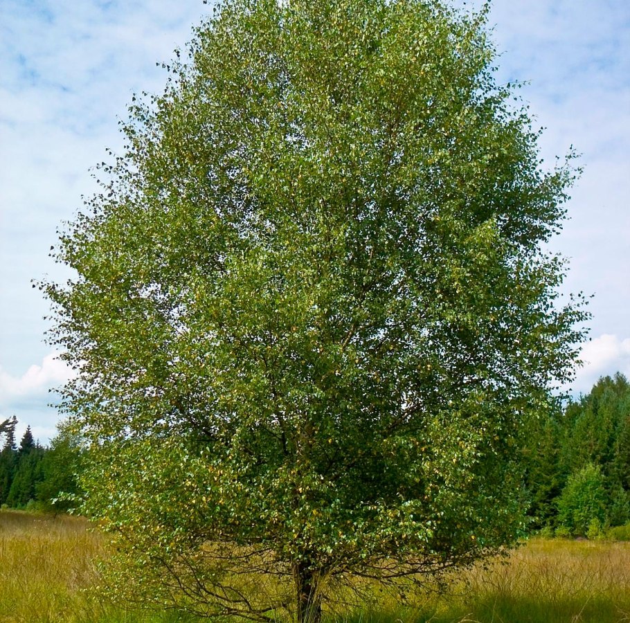 Betula pubescens листья