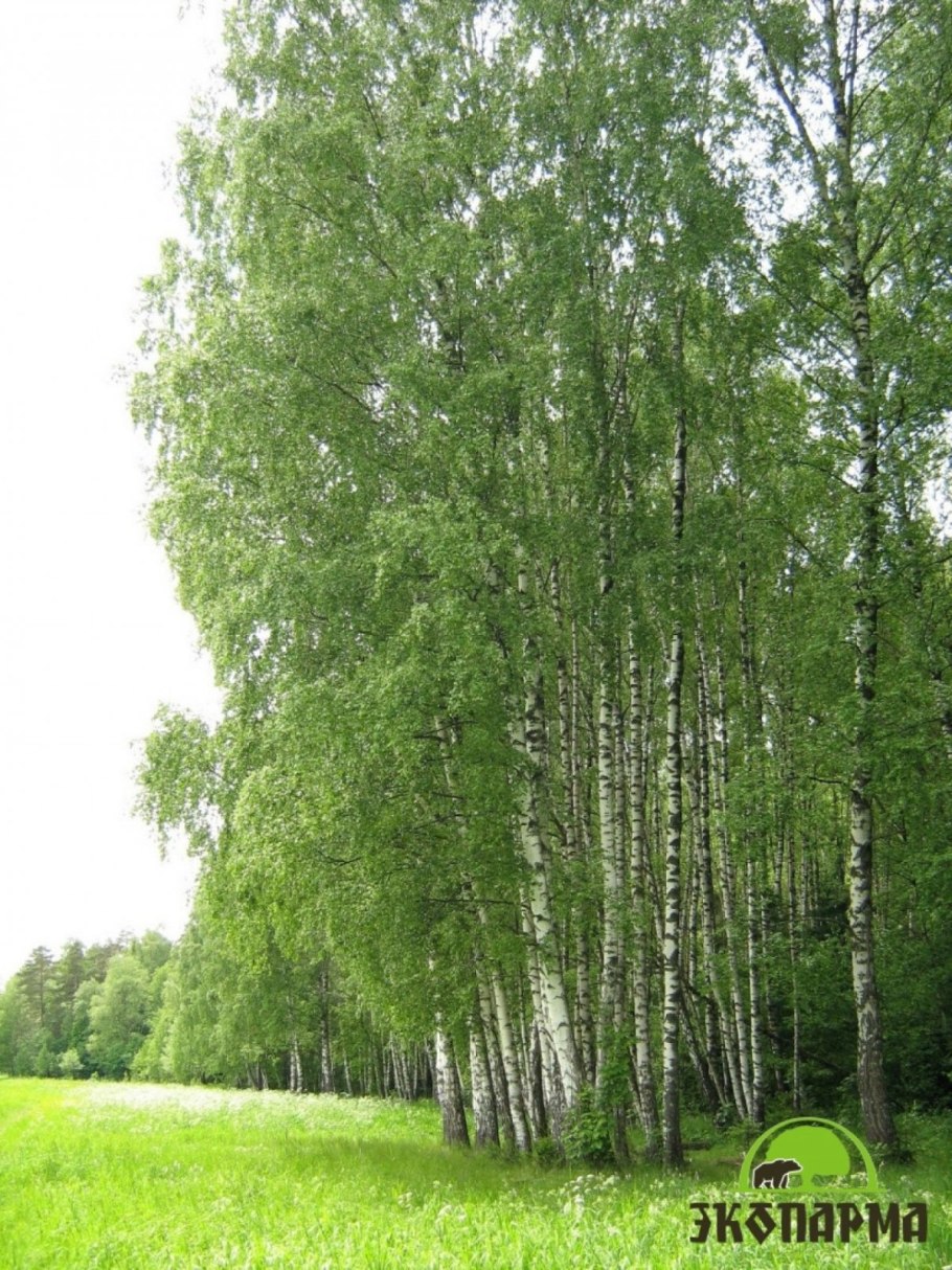 Береза пушистая Betula pubescens