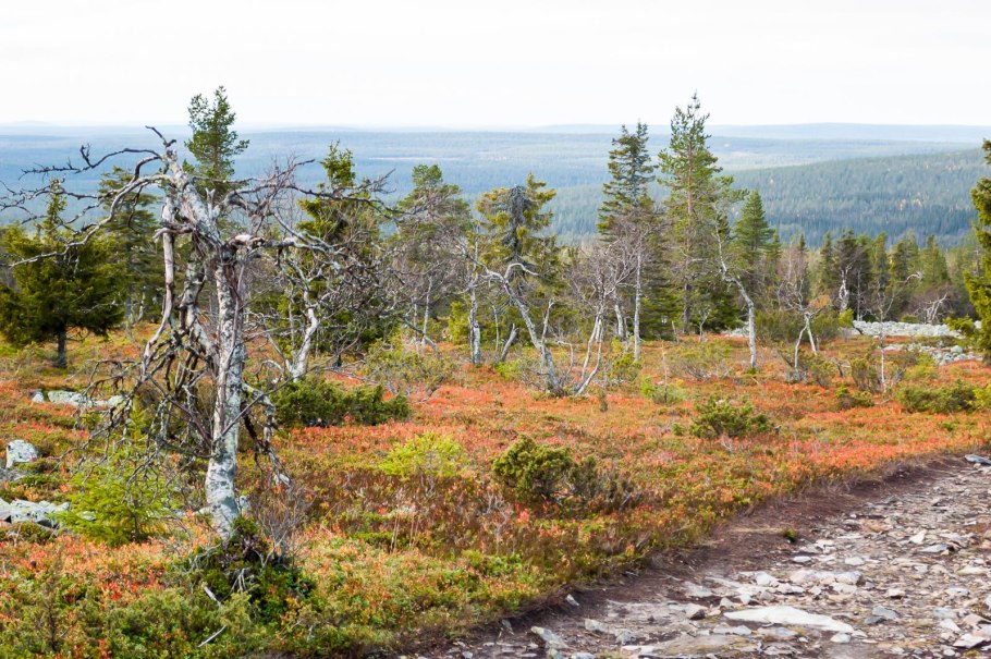 Деревья России