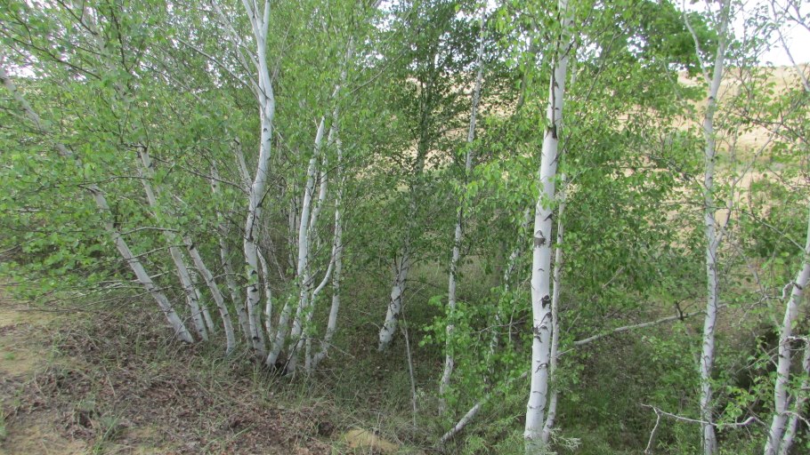 Береза пушистая Betula pubescens