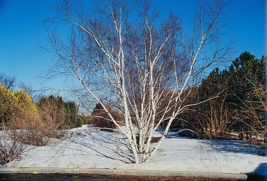 Береза пушистая крона