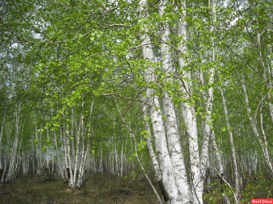 Betula pubescens