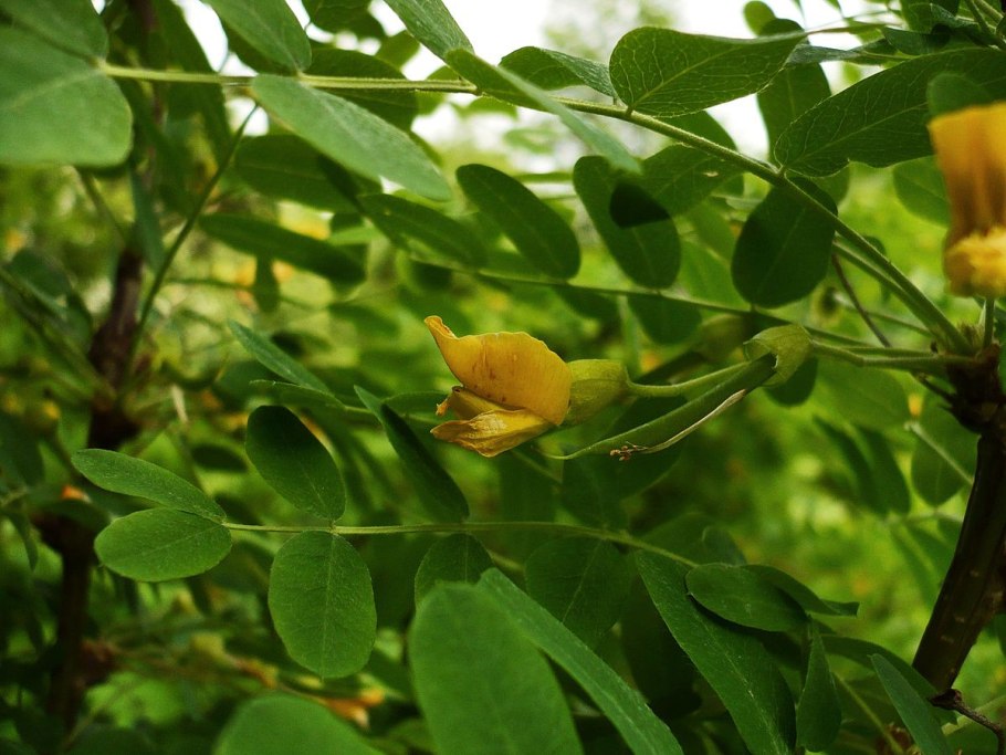 Caragana aurantiaca Карагана золотистая