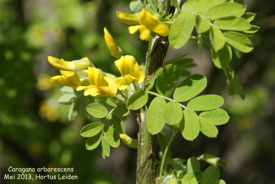 Карагана древовидная (Сибирская), жёлтая Акация (Caragana arborescens)