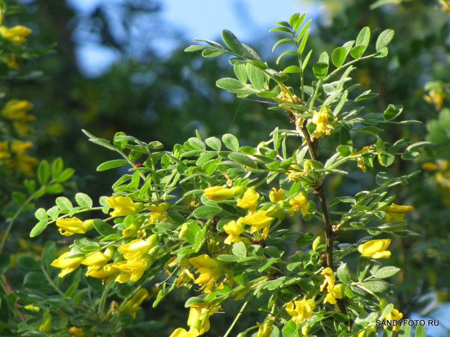 Карагана древовидная